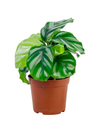 Calathea Fasciata - grow pot - Potted plant - Tumbleweed Plants - Online Plant Delivery Singapore