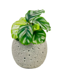 Calathea Fasciata - grow pot - Potted plant - Tumbleweed Plants - Online Plant Delivery Singapore