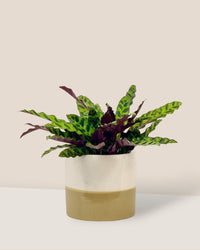 Calathea Lancifolia - cream two tone planter - Potted plant - Tumbleweed Plants - Online Plant Delivery Singapore