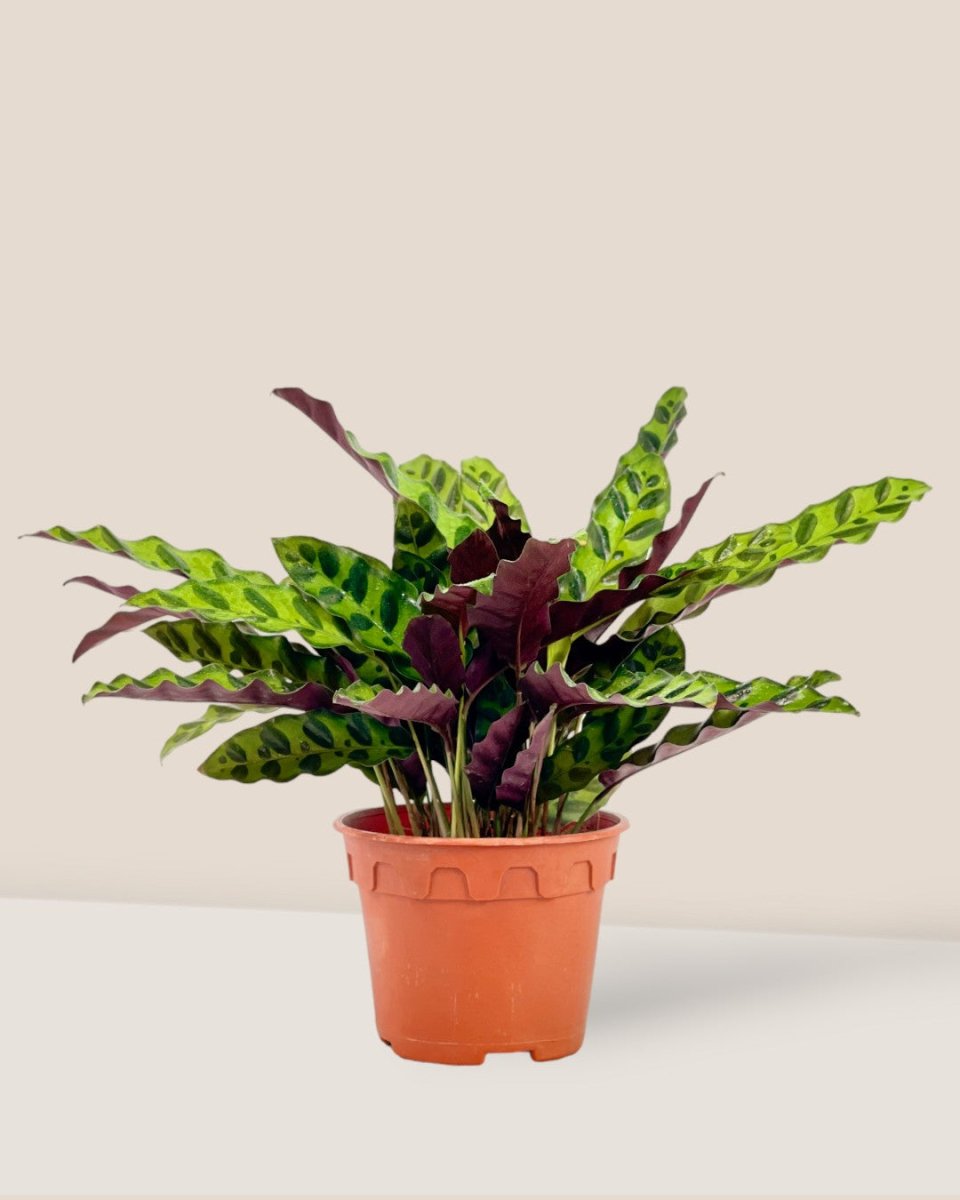 Calathea Lancifolia - grow pot - Potted plant - Tumbleweed Plants - Online Plant Delivery Singapore