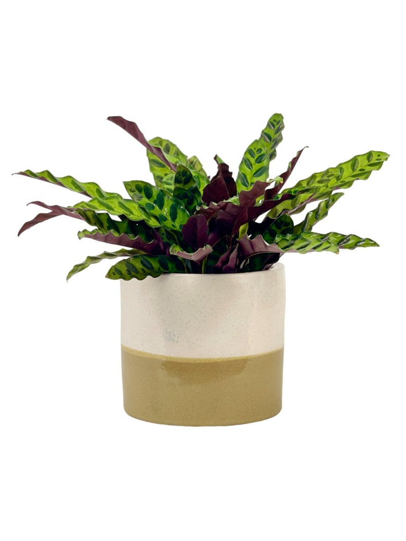Calathea Lancifolia - scales planter - Potted plant - Tumbleweed Plants - Online Plant Delivery Singapore