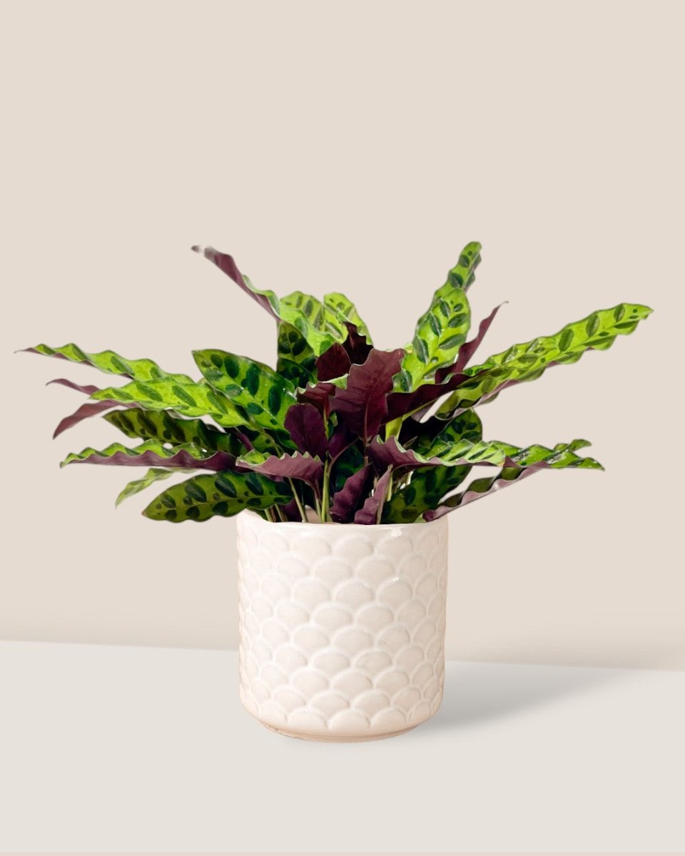 Calathea Lancifolia - scales planter - Potted plant - Tumbleweed Plants - Online Plant Delivery Singapore