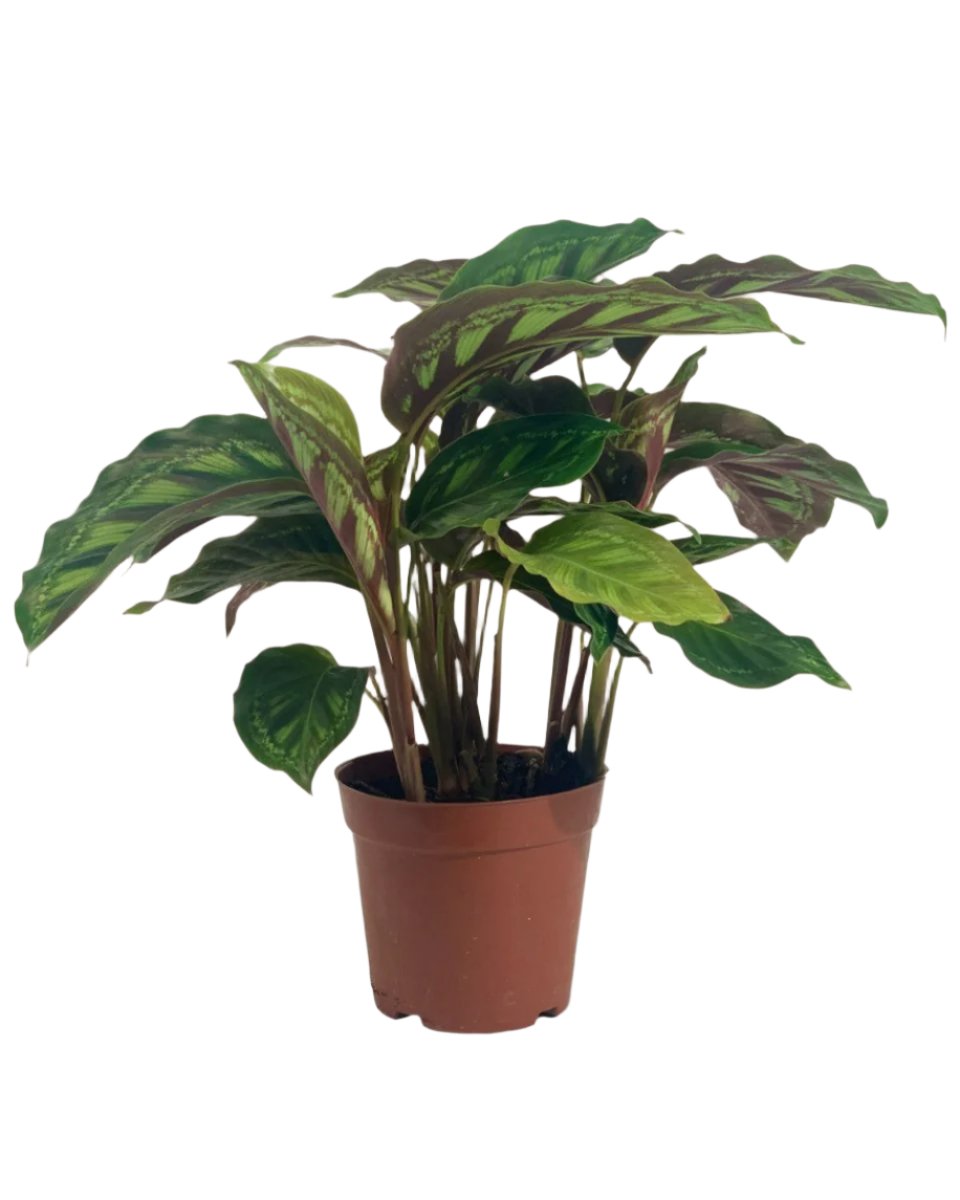 Calathea Libbyana - grow pot - Potted plant - Tumbleweed Plants - Online Plant Delivery Singapore