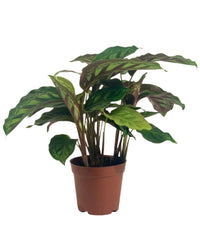 Calathea Libbyana - grow pot - Potted plant - Tumbleweed Plants - Online Plant Delivery Singapore