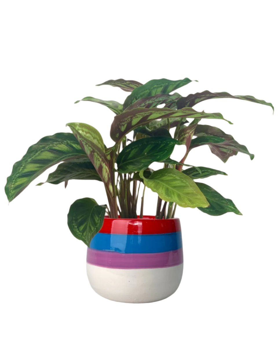 Calathea Libbyana - poppy planter - rapunzel - Potted plant - Tumbleweed Plants - Online Plant Delivery Singapore