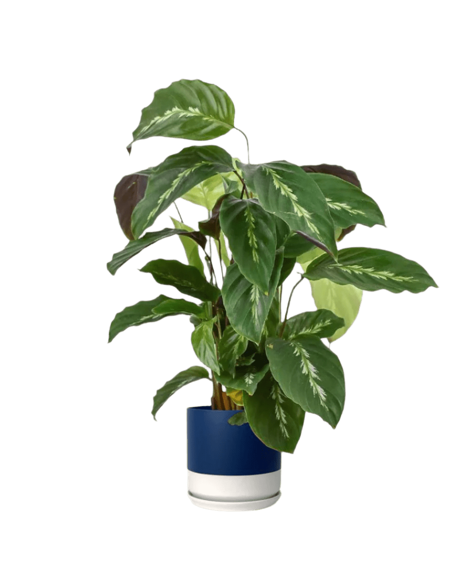 blue white two tone pot