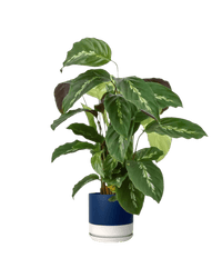 Calathea Maui Queen - Potted plant - POTT - CALA - BLW - 3979 - Tumbleweed Plants - Online Plant Delivery Singapore