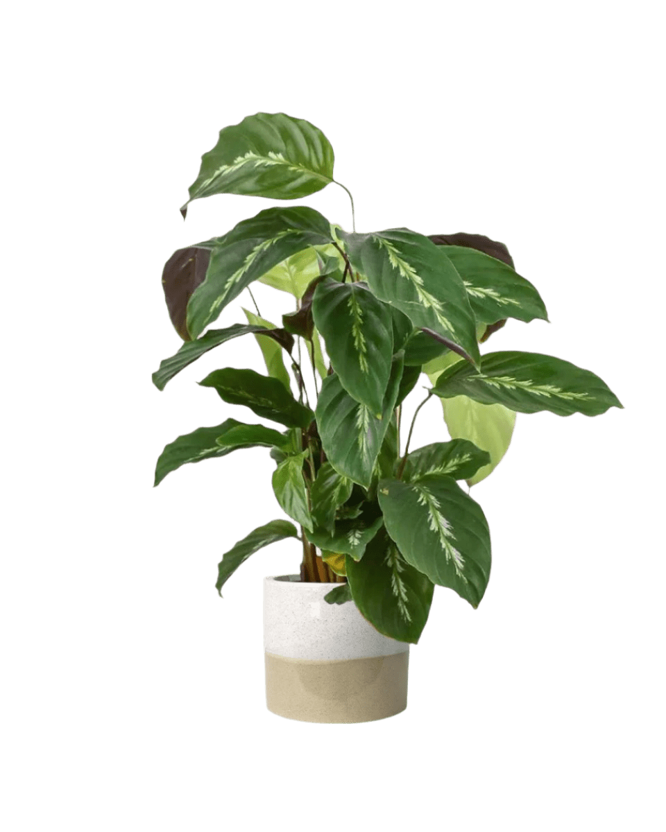 cream two tone planter