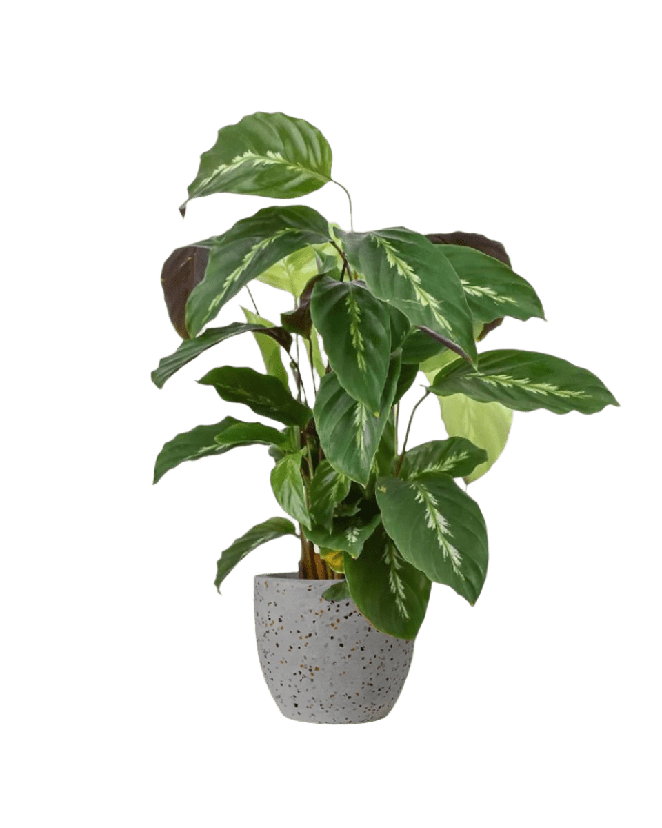 Calathea Maui Queen - Potted plant - JUST - CALA - TRR - 2568 - Tumbleweed Plants - Online Plant Delivery Singapore