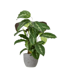 Calathea Maui Queen - Potted plant - JUST - CALA - TRR - 2568 - Tumbleweed Plants - Online Plant Delivery Singapore