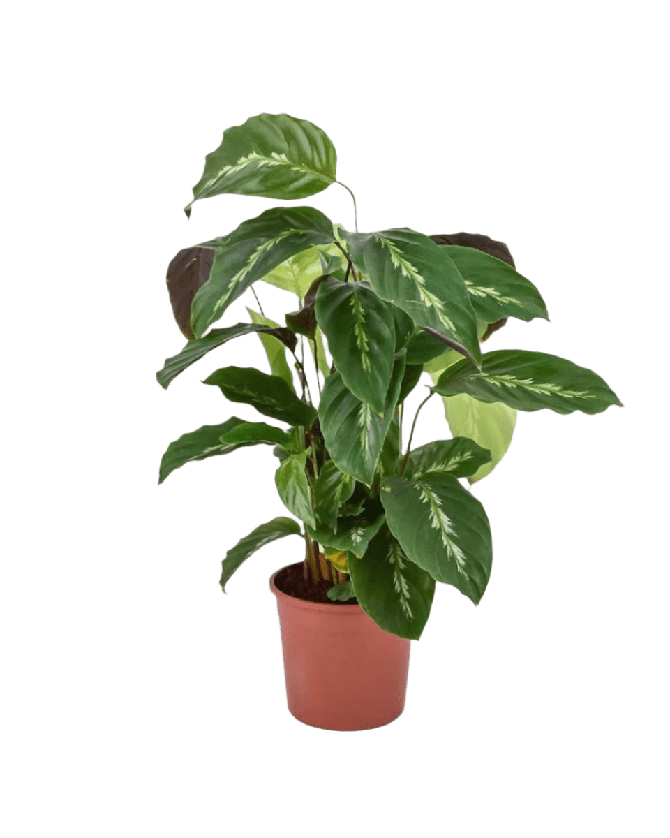 Calathea Maui Queen - Potted plant - JUST - CALA - GRW - 2569 - Tumbleweed Plants - Online Plant Delivery Singapore