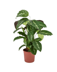 Calathea Maui Queen - Potted plant - JUST - CALA - GRW - 2569 - Tumbleweed Plants - Online Plant Delivery Singapore