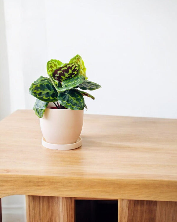 Calathea Medallion - Potted plant - POTT - CALA - GRW - 6399 - Tumbleweed Plants - Online Plant Delivery Singapore