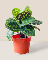 Calathea Medallion - grow pot - Potted plant - Tumbleweed Plants - Online Plant Delivery Singapore