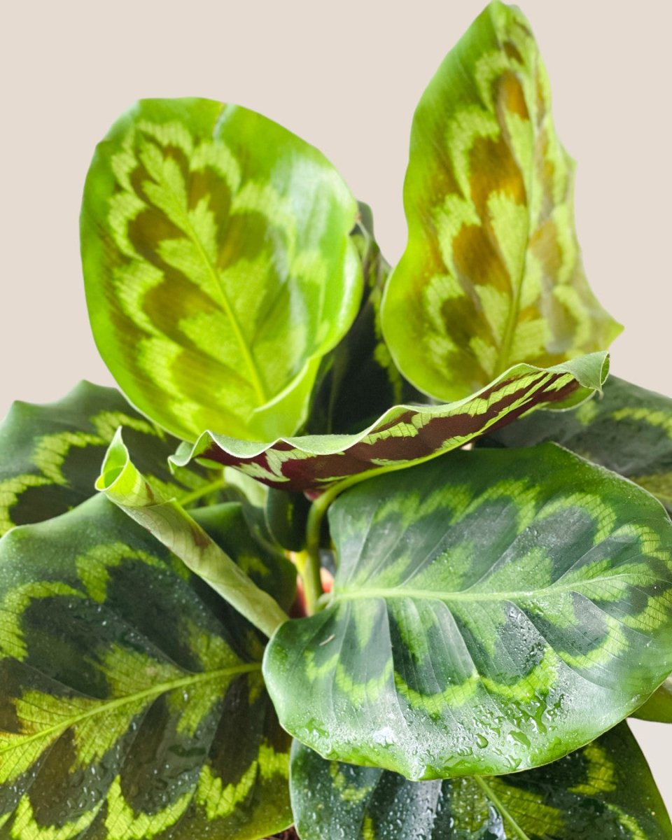 Calathea Medallion - grow pot - Potted plant - Tumbleweed Plants - Online Plant Delivery Singapore