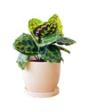 Calathea Medallion - grow pot - Potted plant - Tumbleweed Plants - Online Plant Delivery Singapore