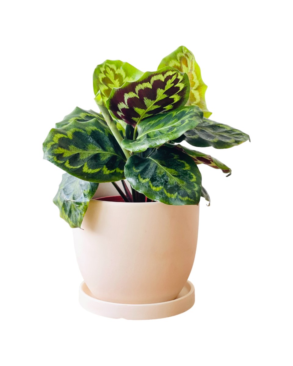 Calathea Medallion - grow pot - Potted plant - Tumbleweed Plants - Online Plant Delivery Singapore