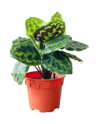 Calathea Medallion - Potted plant - POTT - CALA - GRW - 6399 - Tumbleweed Plants - Online Plant Delivery Singapore