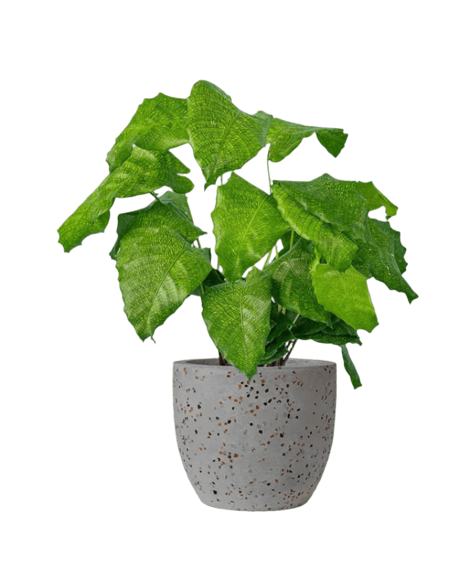 Calathea Network - Potted plant - JUST - CALA - TRR - 1954 - Tumbleweed Plants - Online Plant Delivery Singapore