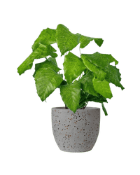 Calathea Network - Potted plant - JUST - CALA - TRR - 1954 - Tumbleweed Plants - Online Plant Delivery Singapore