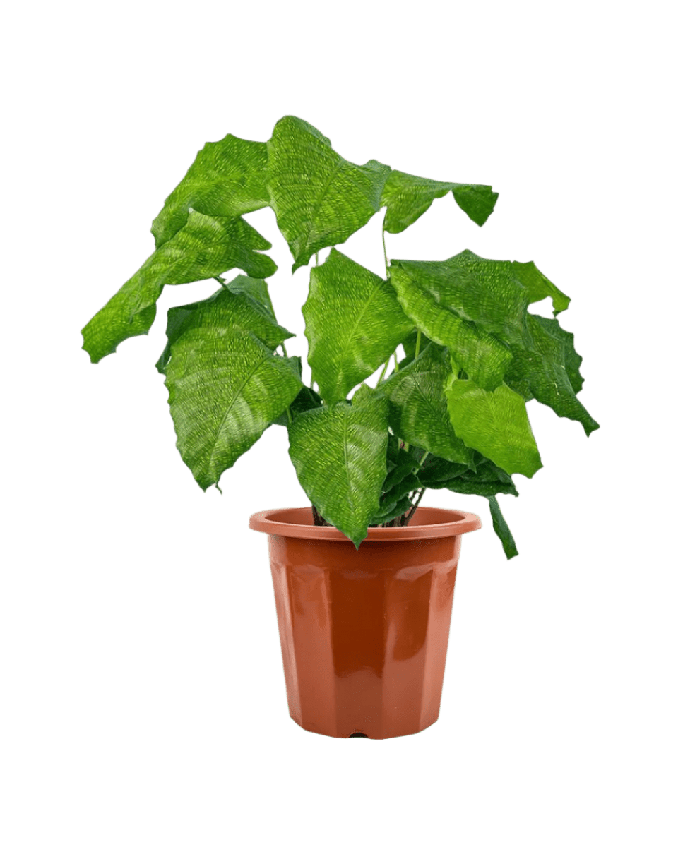 Calathea Network - Potted plant - JUST - CALA - GRW - 1955 - Tumbleweed Plants - Online Plant Delivery Singapore