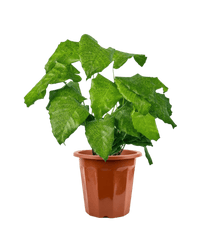 Calathea Network - Potted plant - JUST - CALA - GRW - 1955 - Tumbleweed Plants - Online Plant Delivery Singapore