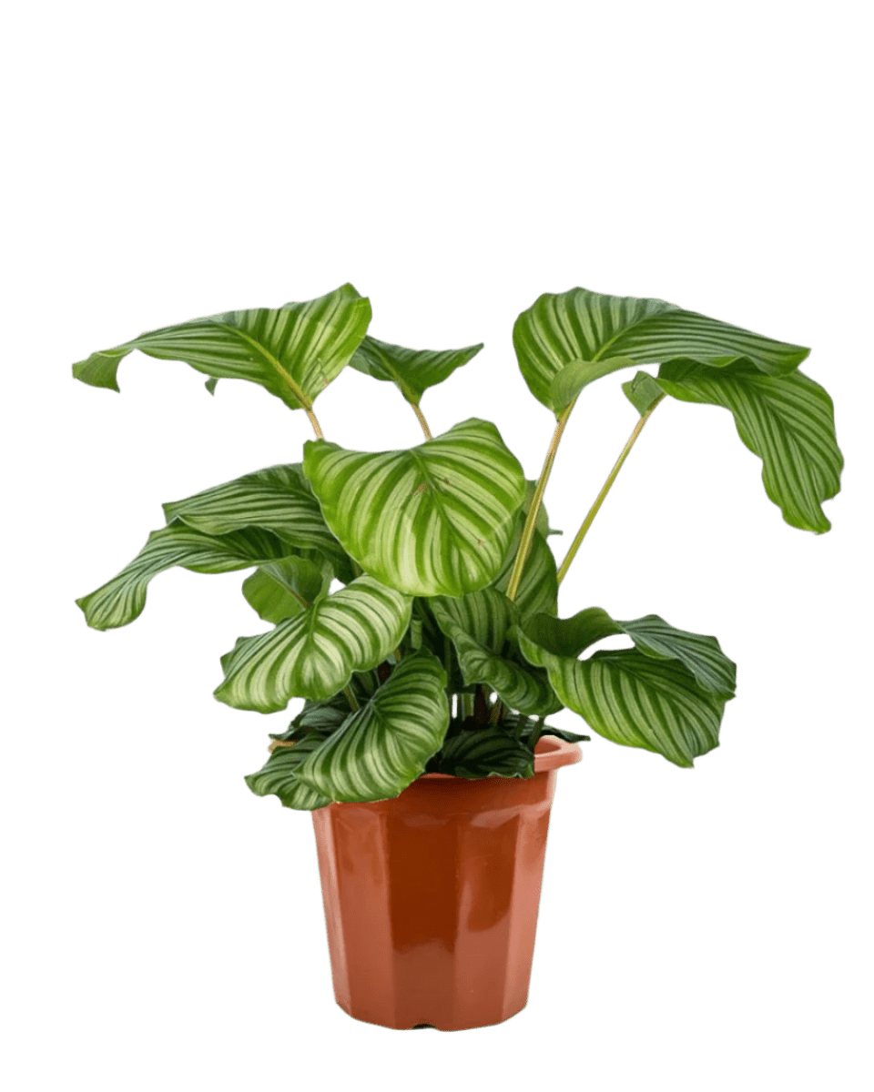 Calathea Orbifolia - Potted plant - POTT - CALA - GRW - 2228 - Tumbleweed Plants - Online Plant Delivery Singapore