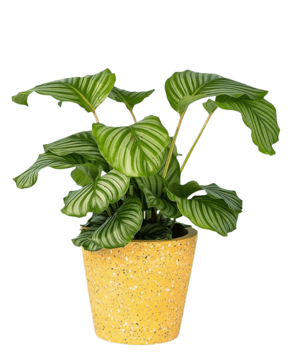 Calathea Orbifolia - Potted plant - POTT - CALA - TRR - 2225 - Tumbleweed Plants - Online Plant Delivery Singapore