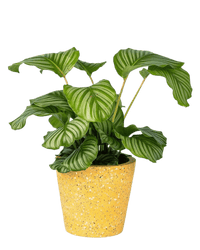 Calathea Orbifolia - Potted plant - POTT - CALA - TRR - 2225 - Tumbleweed Plants - Online Plant Delivery Singapore