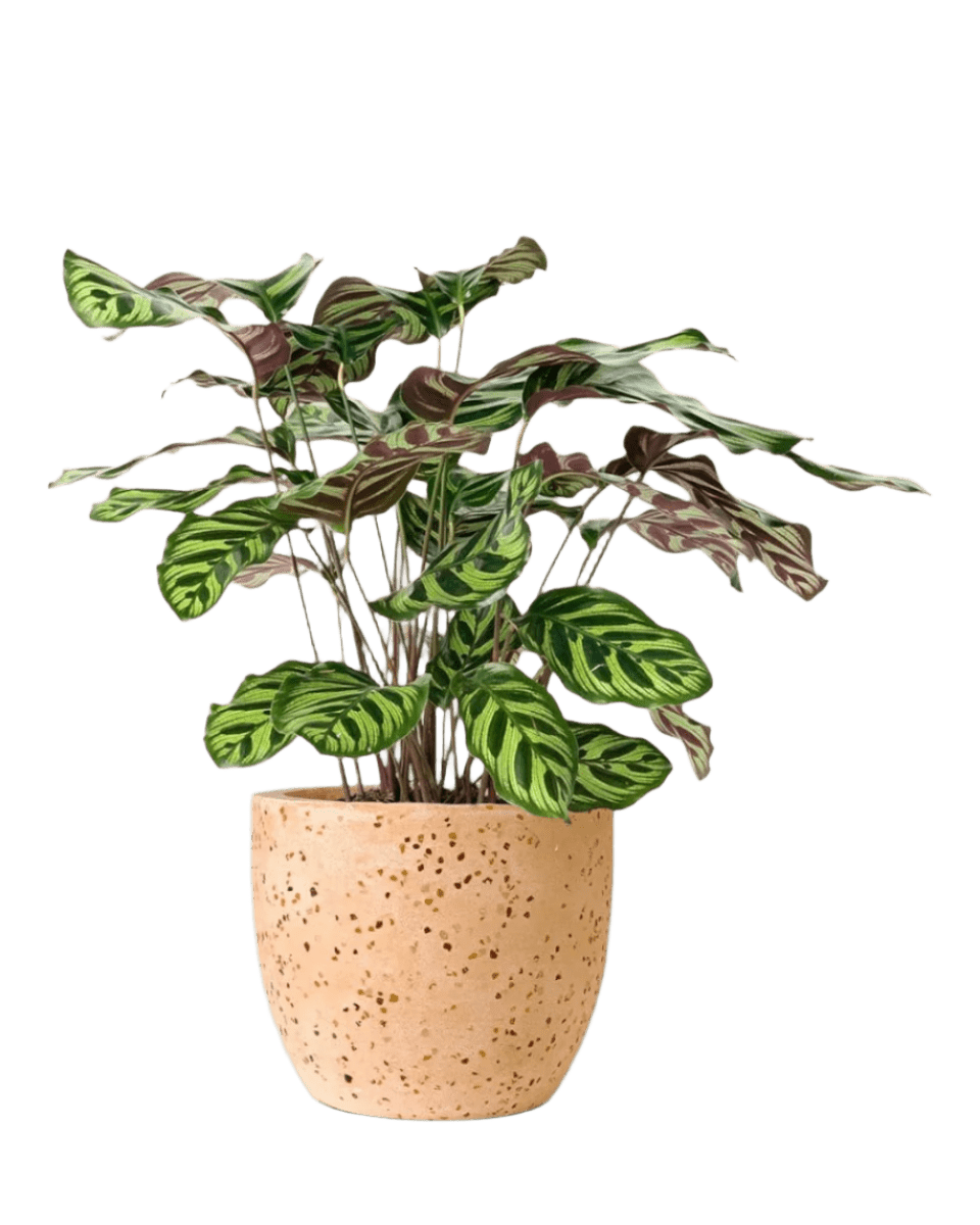 Calathea Peacock Plant - Potted plant - POTT - PEAC - GGP - 2246 - Tumbleweed Plants - Online Plant Delivery Singapore