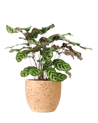 Calathea Peacock Plant - Potted plant - POTT - PEAC - GGP - 2246 - Tumbleweed Plants - Online Plant Delivery Singapore