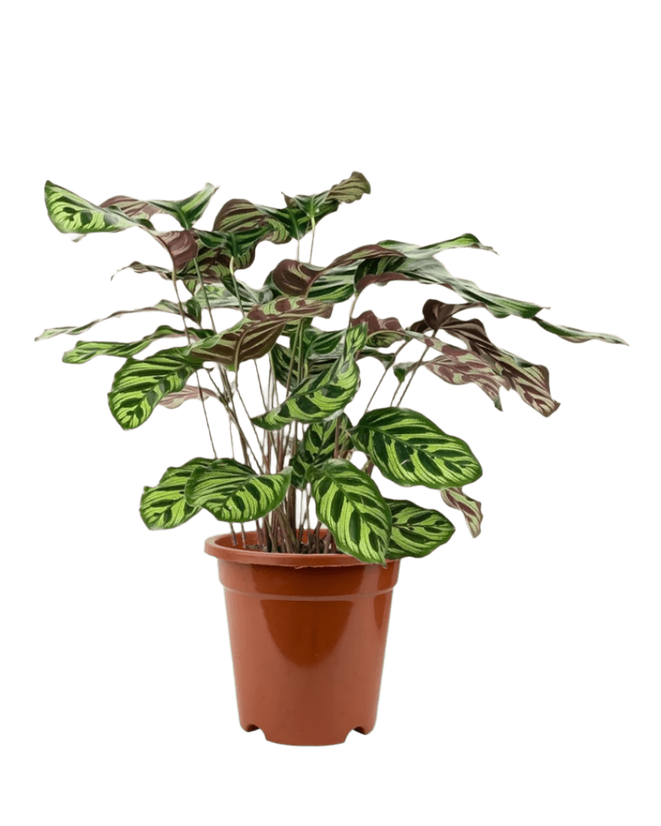 Calathea Peacock Plant - Potted plant - POTT - PEAC - GRW - 2248 - Tumbleweed Plants - Online Plant Delivery Singapore