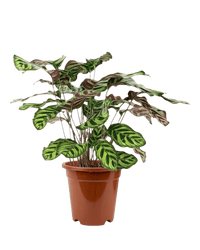 Calathea Peacock Plant - Potted plant - POTT - PEAC - GRW - 2248 - Tumbleweed Plants - Online Plant Delivery Singapore