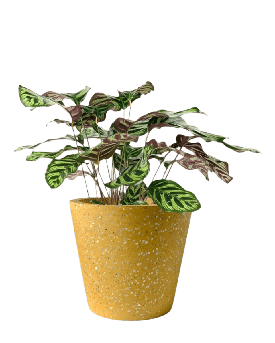 terrazzo pot-golden yellow