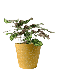 Calathea Peacock Plant - Potted plant - POTT - PEAC - CRC - 2247 - Tumbleweed Plants - Online Plant Delivery Singapore