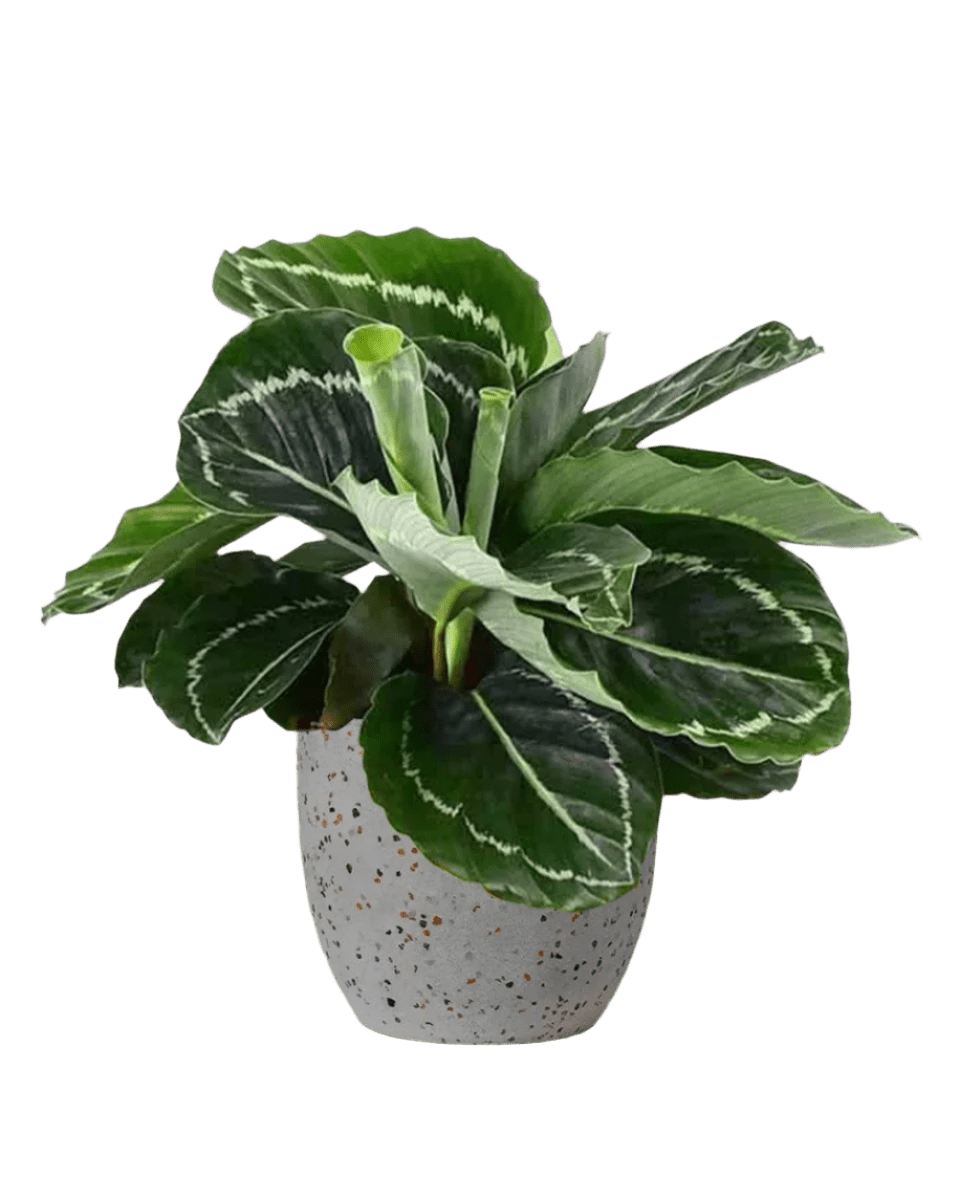 Calathea Roseopicta paired with egg pot - medium/grey