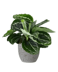 Calathea Roseopicta paired with egg pot - medium/grey