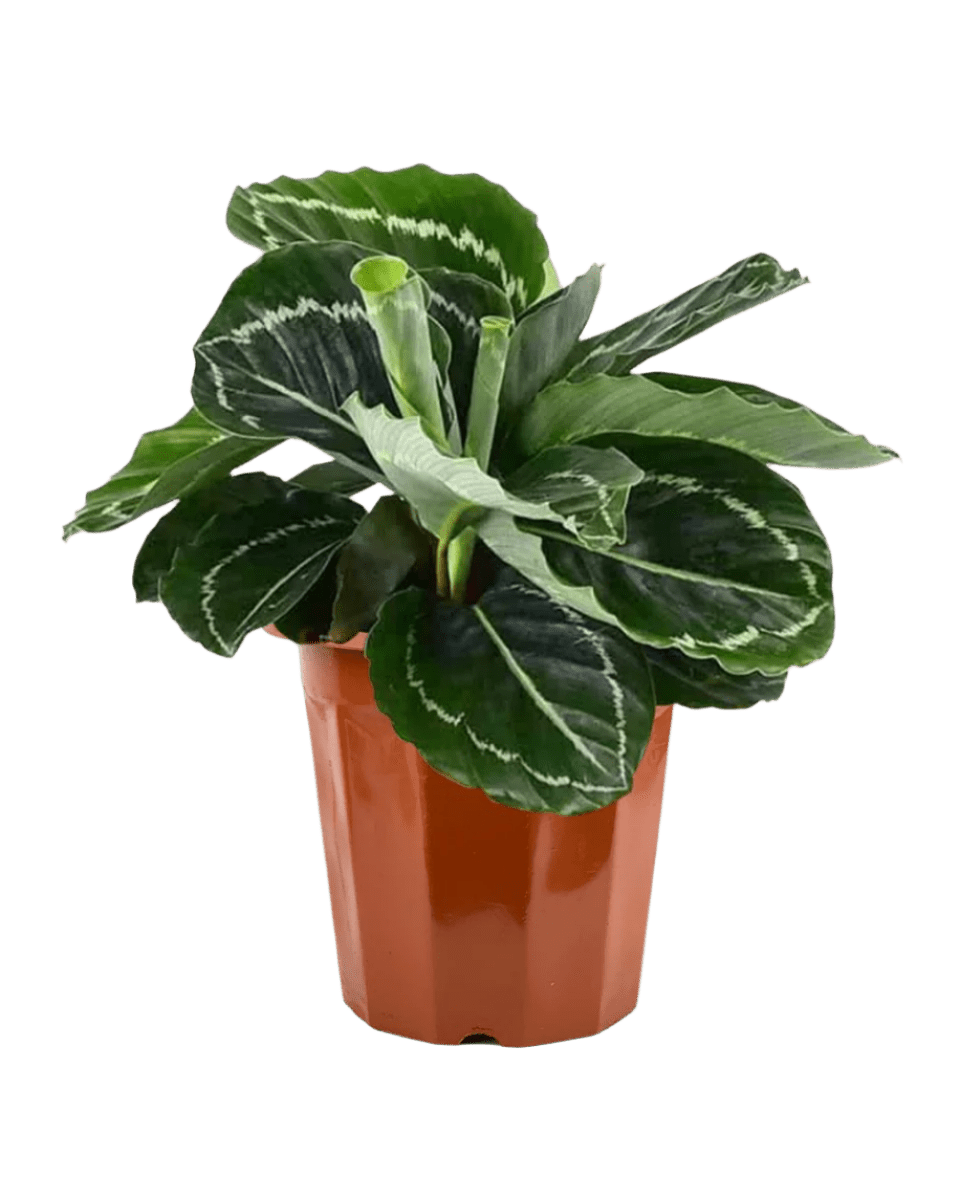 Calathea Roseopicta in a grow pot