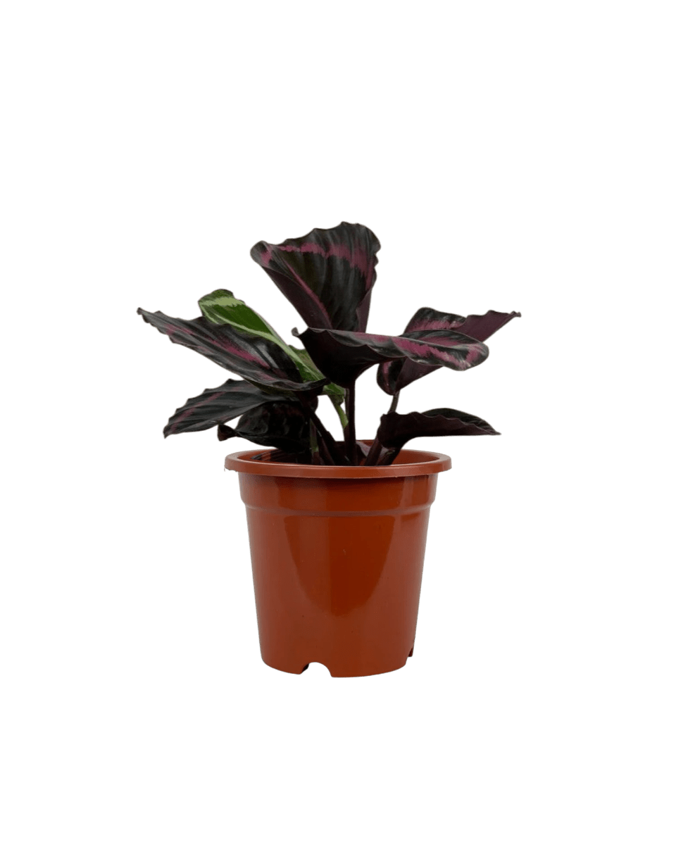 Calathea Roseopicta Purple - Potted plant - GIFT - CALA - GRW - 5133 - Tumbleweed Plants - Online Plant Delivery Singapore