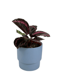 Calathea Roseopicta Purple - Potted plant - GIFT - CALA - BLW - 5132 - Tumbleweed Plants - Online Plant Delivery Singapore