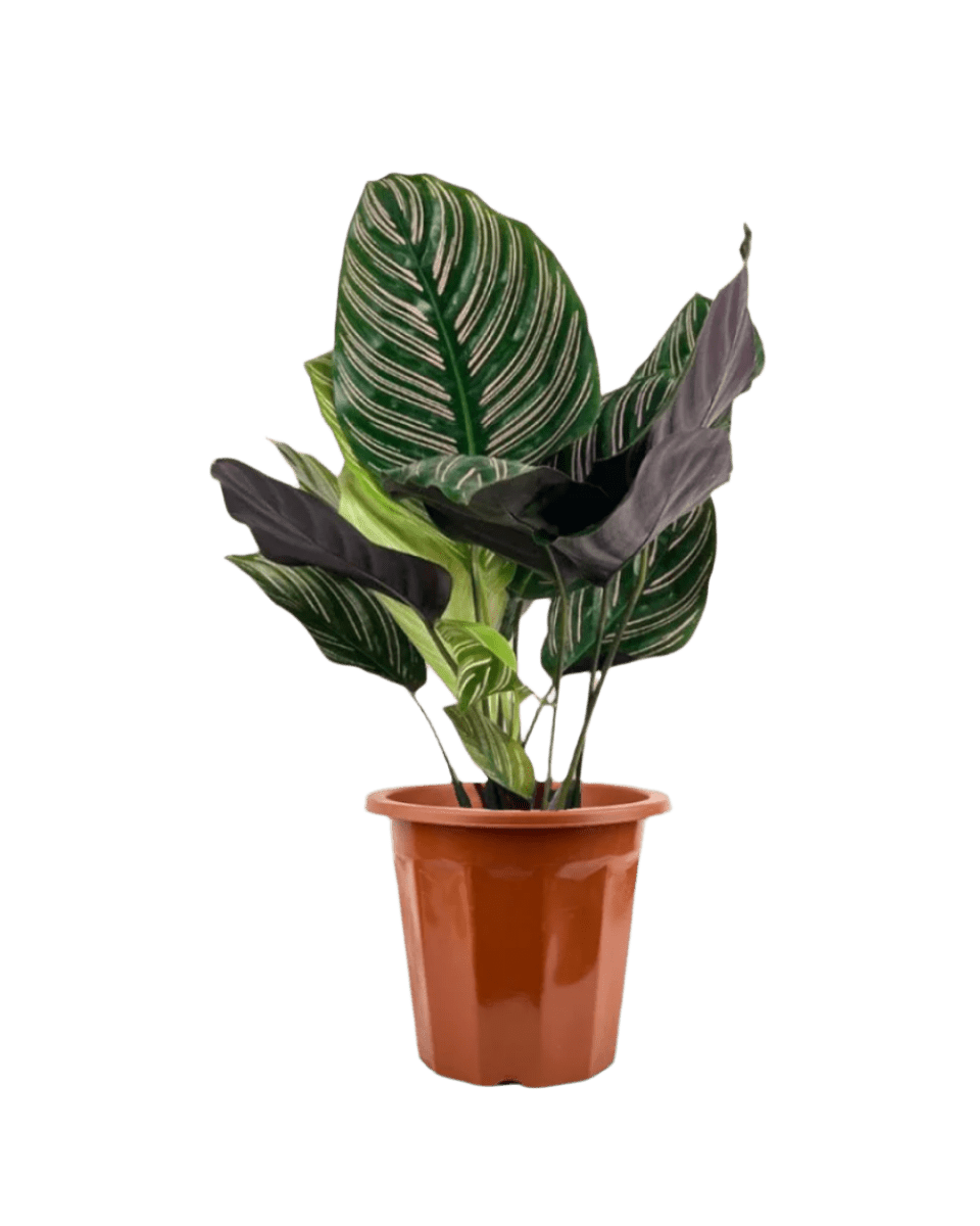 Calathea Sanderiana - Potted plant - POTT - CALA - GRW - 2669 - Tumbleweed Plants - Online Plant Delivery Singapore