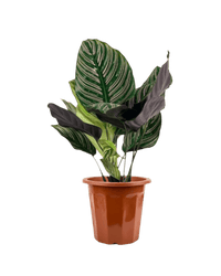 Calathea Sanderiana - Potted plant - POTT - CALA - GRW - 2669 - Tumbleweed Plants - Online Plant Delivery Singapore