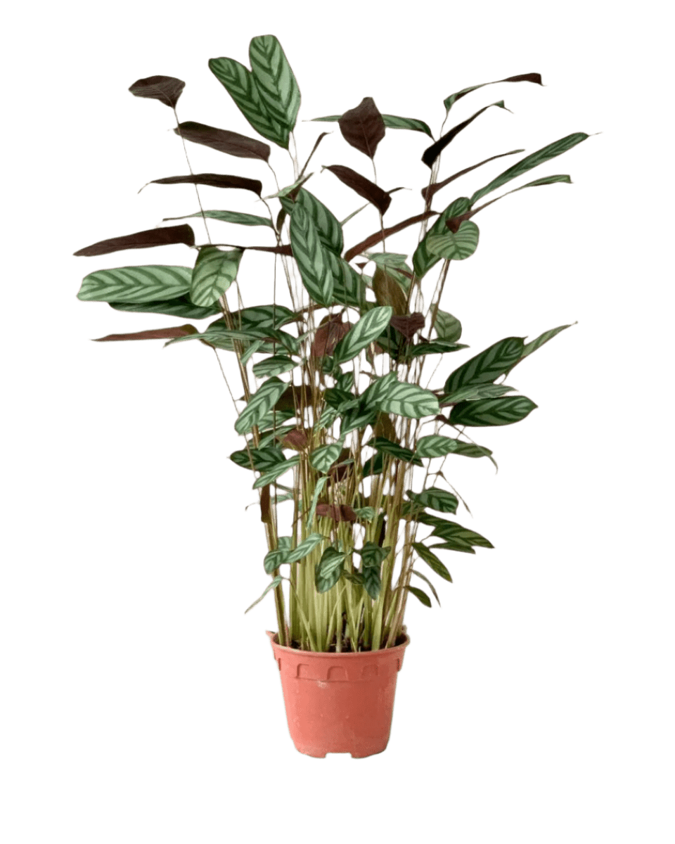 Calathea Setosa - Potted plant - POTT - CALA - GRW - 5225 - Tumbleweed Plants - Online Plant Delivery Singapore