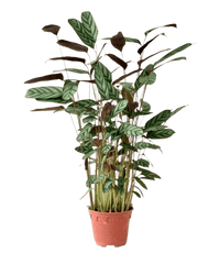 Calathea Setosa - Potted plant - POTT - CALA - GRW - 5225 - Tumbleweed Plants - Online Plant Delivery Singapore