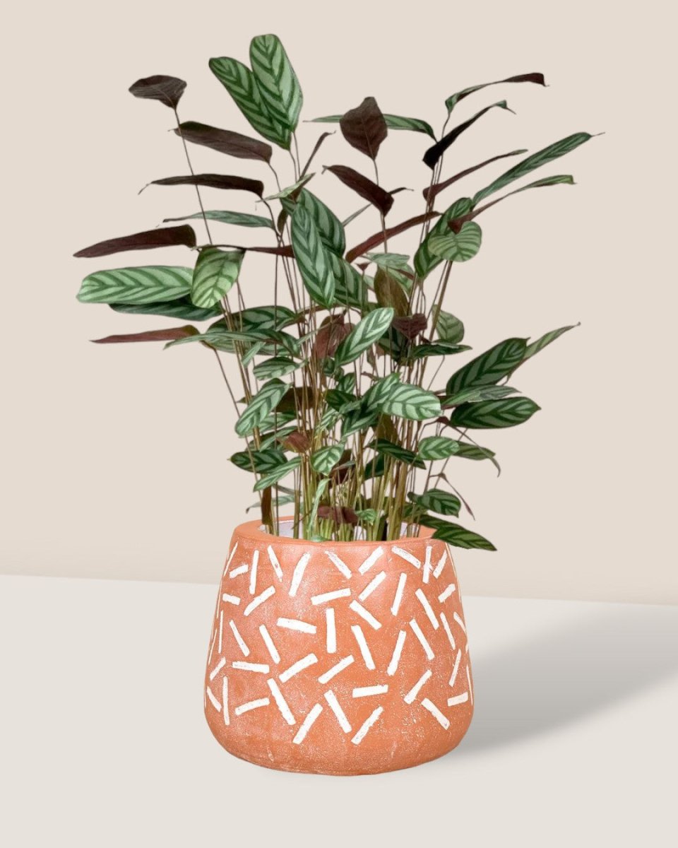 Calathea Setosa - grow pot - Potted plant - Tumbleweed Plants - Online Plant Delivery Singapore