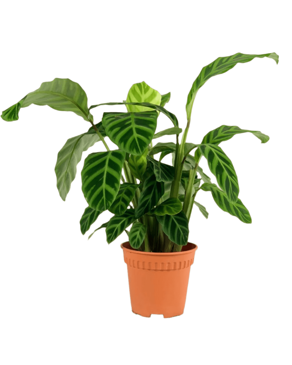 Calathea Zebrina - Potted plant - POTT - CALA - GRW - 3592 - Tumbleweed Plants - Online Plant Delivery Singapore