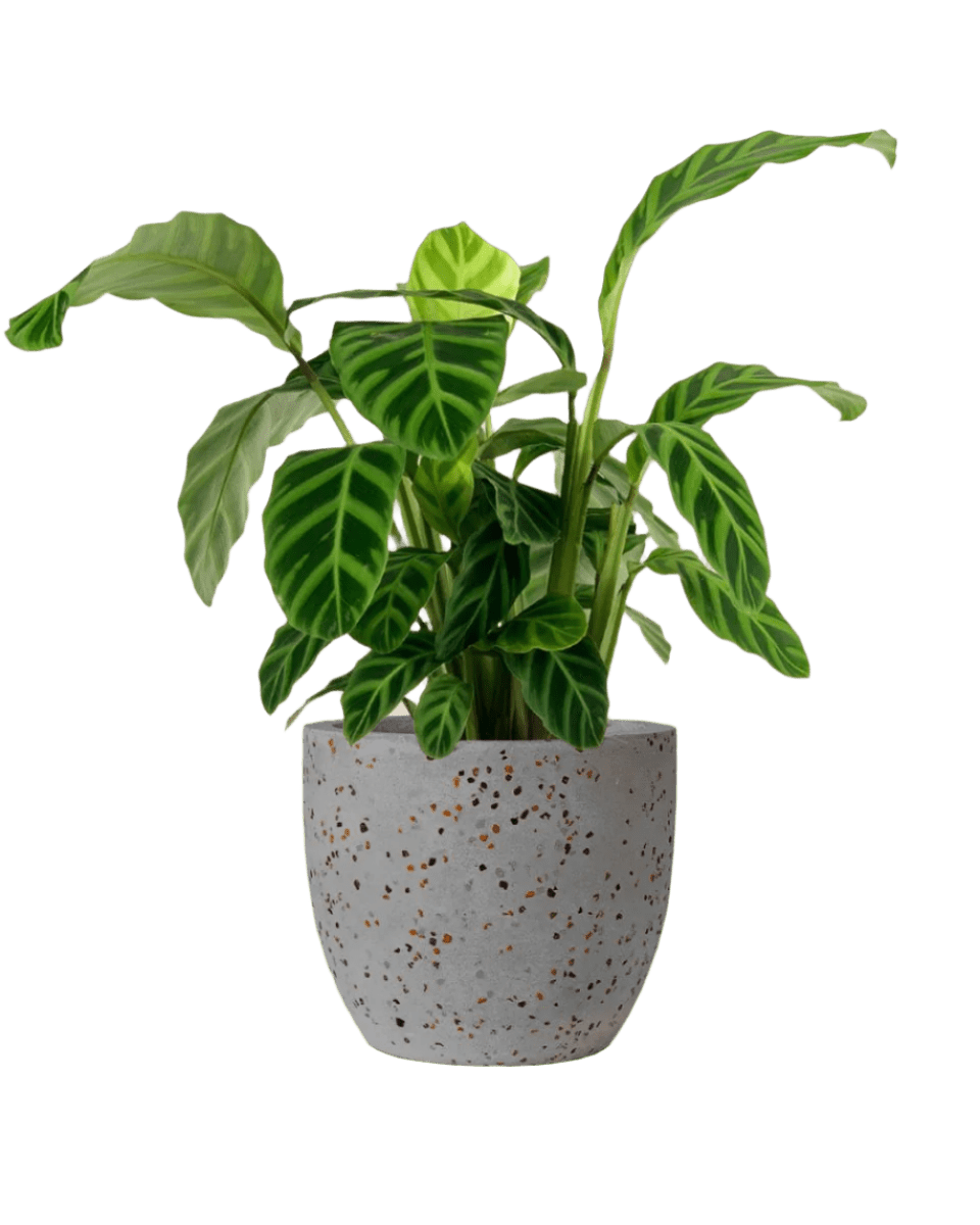 Calathea Zebrina - Potted plant - POTT - CALA - GRW - 3592 - Tumbleweed Plants - Online Plant Delivery Singapore