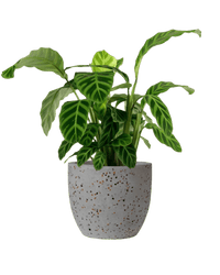 Calathea Zebrina - Potted plant - POTT - CALA - GRW - 3592 - Tumbleweed Plants - Online Plant Delivery Singapore