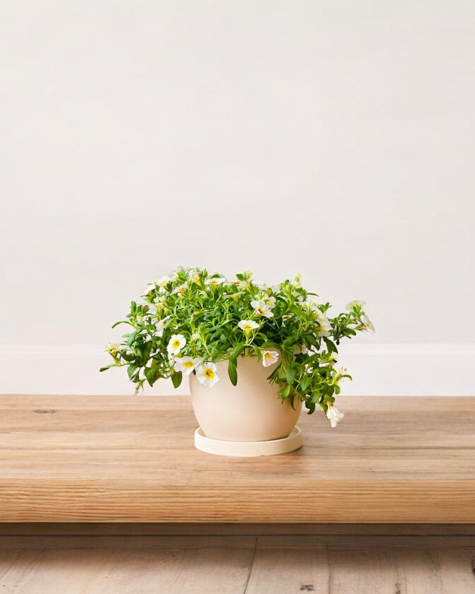 Calibrachoa Plant - grow pot - Potted plant - Tumbleweed Plants - Online Plant Delivery Singapore