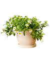 Calibrachoa Plant - grow pot - Potted plant - Tumbleweed Plants - Online Plant Delivery Singapore